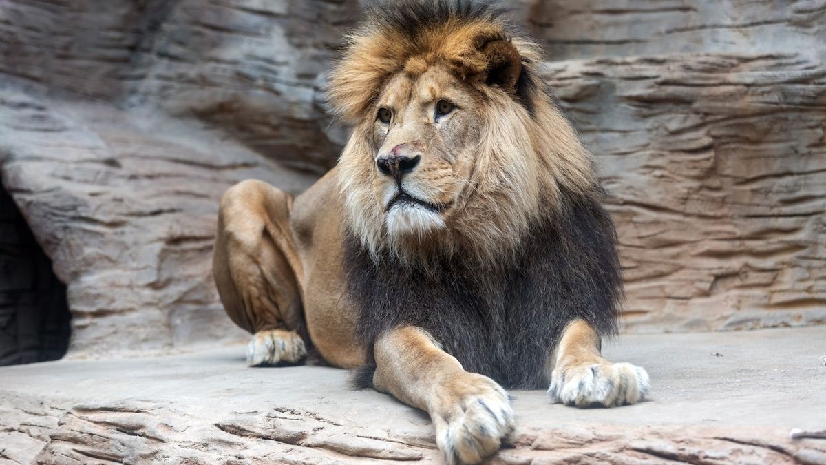 V olomoucké zoo uhynul lev Šimon